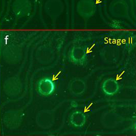 Dielectrophoretic Particle Isolation